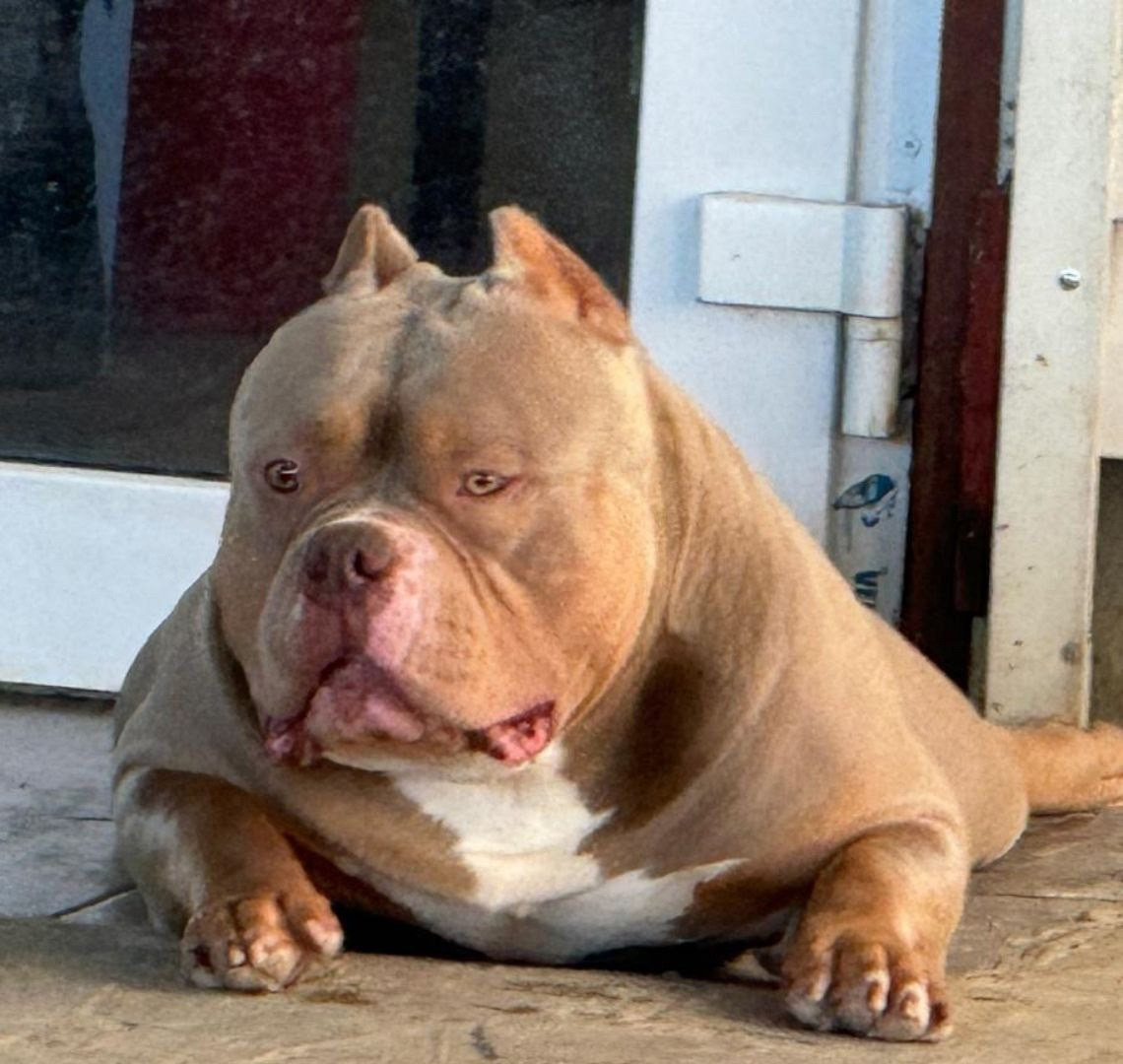 какой серьезный американский булли 