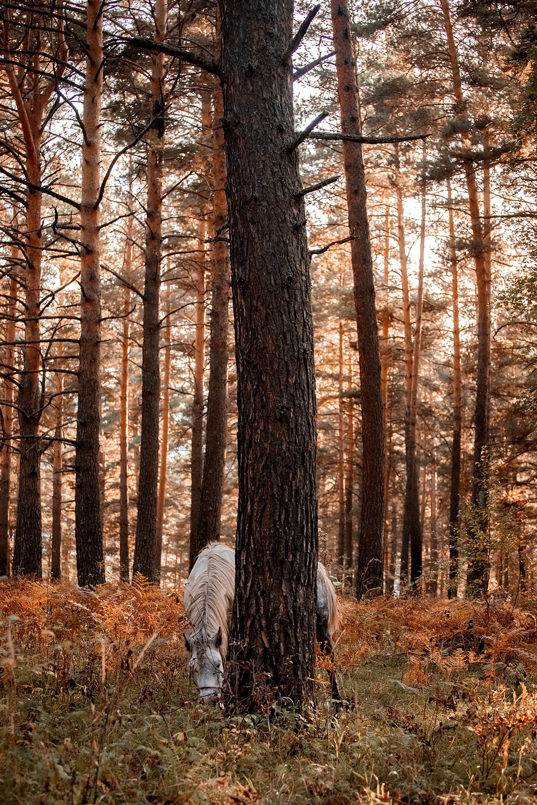 Осенний Горный Алтай '23. BrisArts