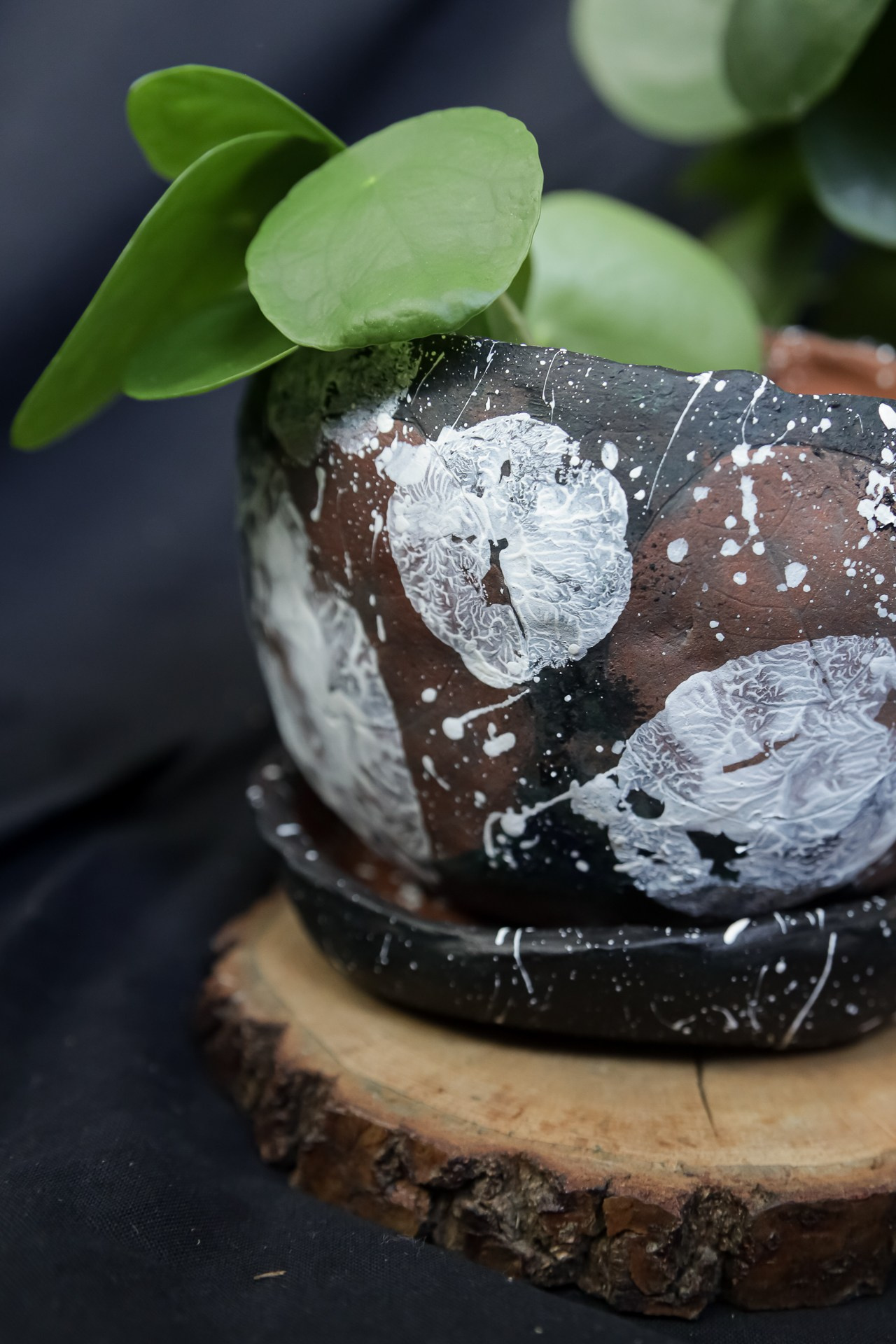 Горшок «Пилея» 1000 р. Катя Цвет