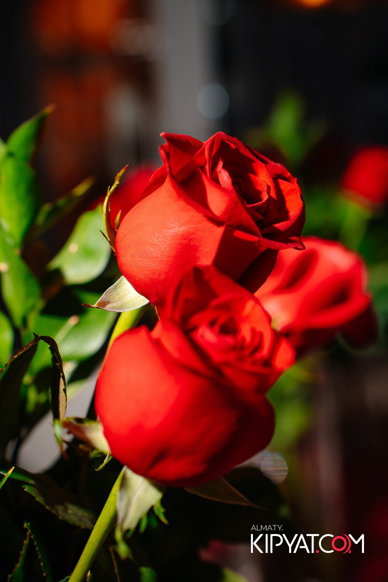 MIELE EXPERIENCE CENTER ALMATY. КИПЯТКОМ АЛМАТЫ!