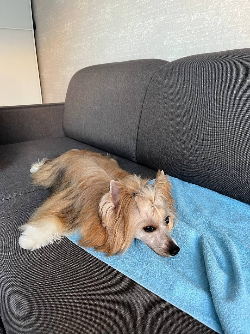 Poale Ell Veles. Chinese Crested Dog Kennel Poale Ell