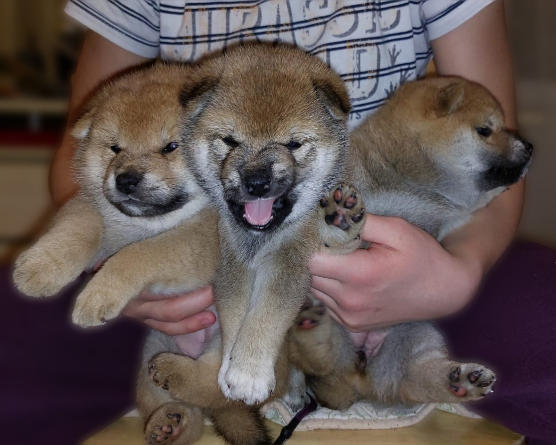 сиба питомник Рубилайт щенки на продажу rubylight  сиба щенки купить