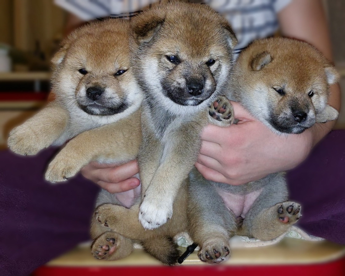 сиба питомник Рубилайт щенки на продажу rubylight  сиба щенки купить