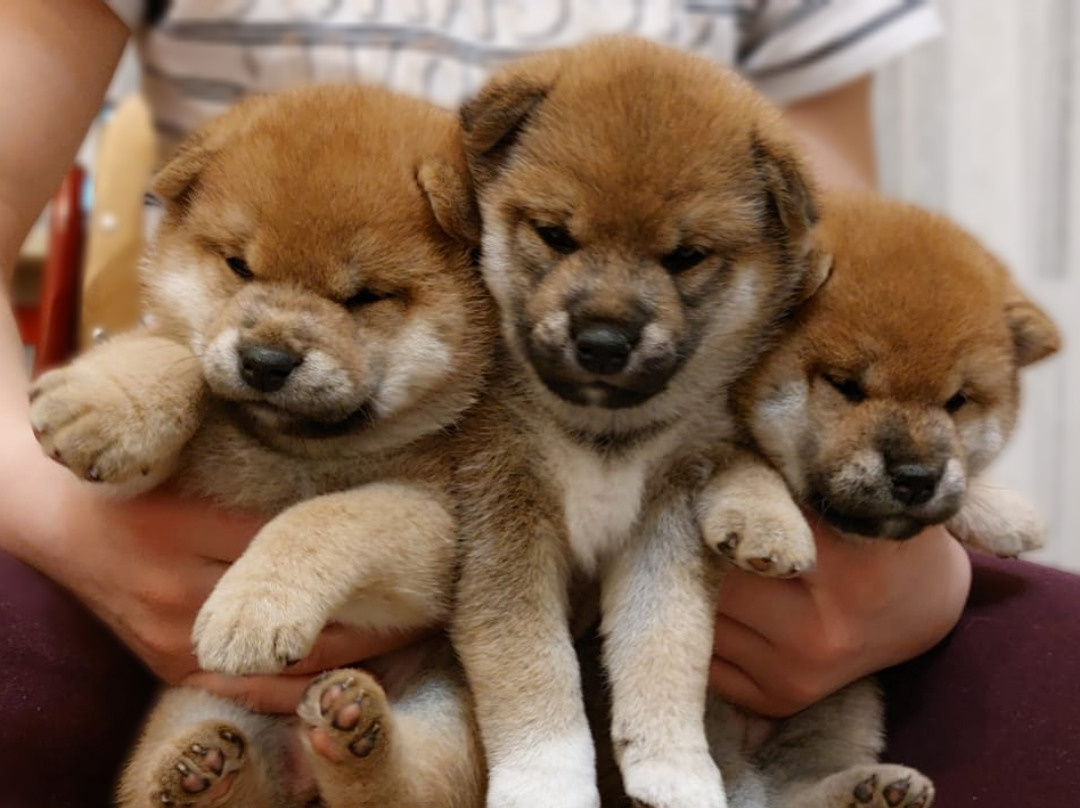 сиба питомник Рубилайт щенки на продажу rubylight  сиба щенки купить