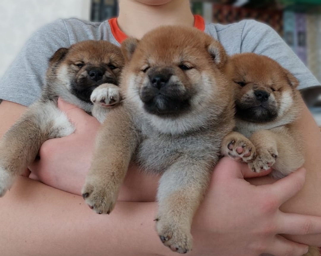 сиба питомник Рубилайт щенки на продажу rubylight  сиба щенки купить