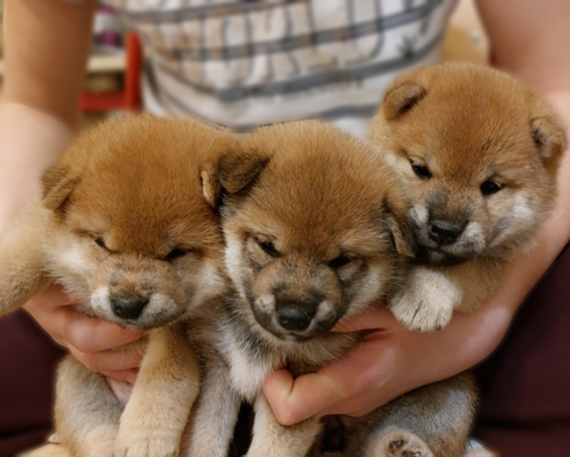 сиба питомник Рубилайт щенки на продажу rubylight  сиба щенки купить