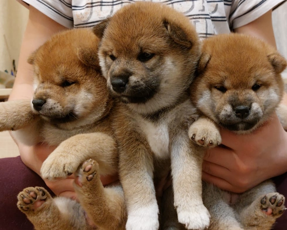 сиба питомник Рубилайт щенки на продажу rubylight  сиба щенки купить
