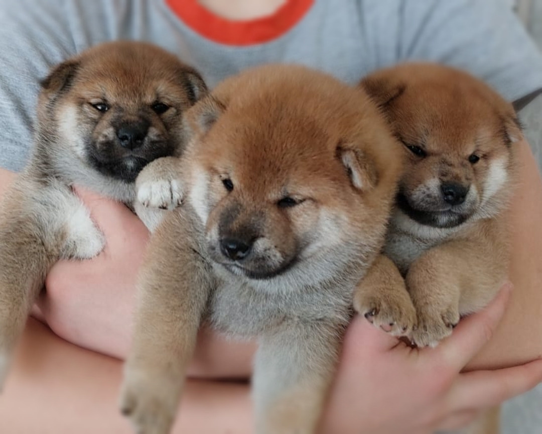 сиба питомник Рубилайт щенки на продажу rubylight  сиба щенки купить