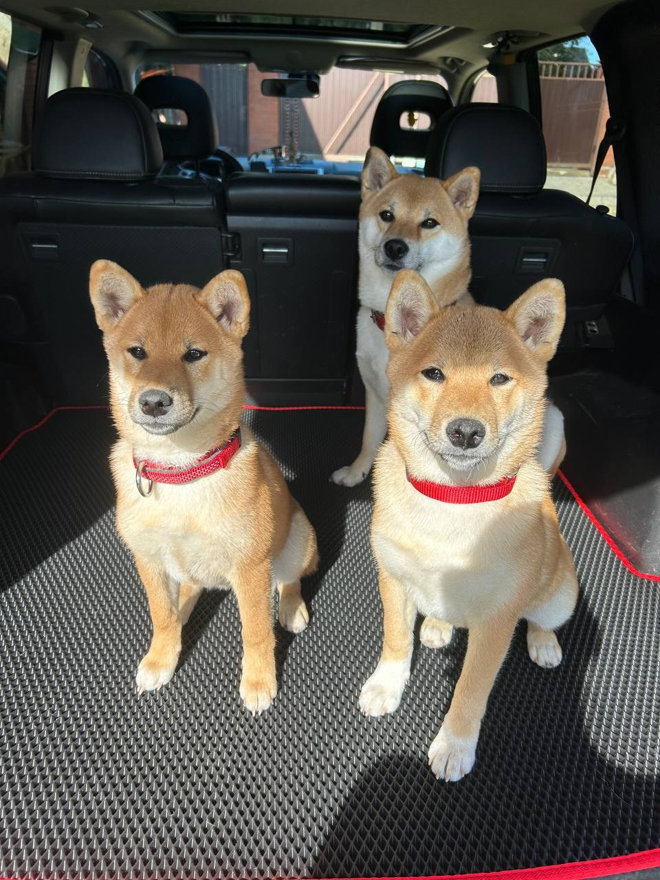 сиба питомник Рубилайт щенки на продажу rubylight  сиба щенки купить СПб Санкт-Петербург