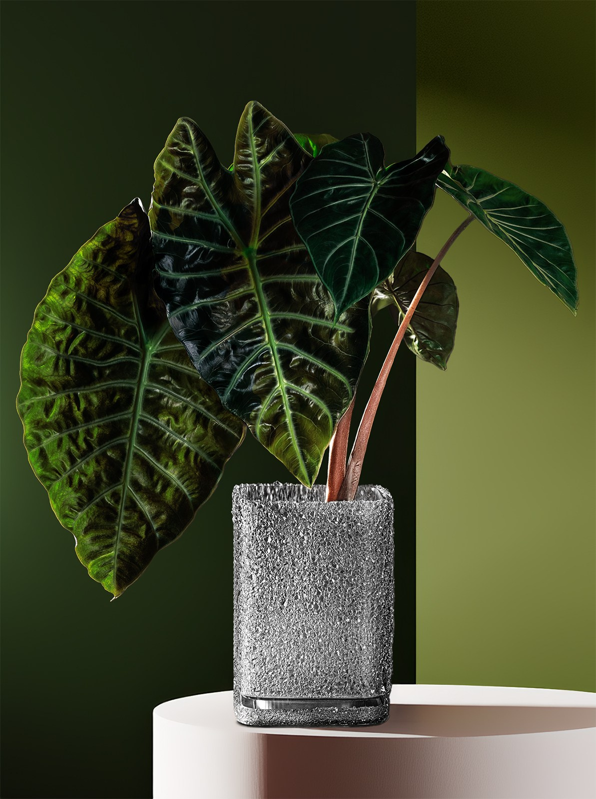 Съемка горшка для цветов в интерьере Казань