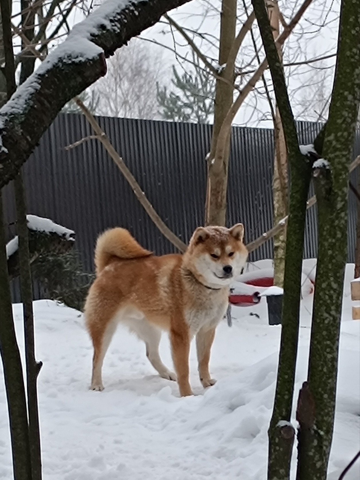 Сиба    Ганжи * Yuzhyy Solnechnyy Pes Ganji  Кобель сиба питомник Рубилайт