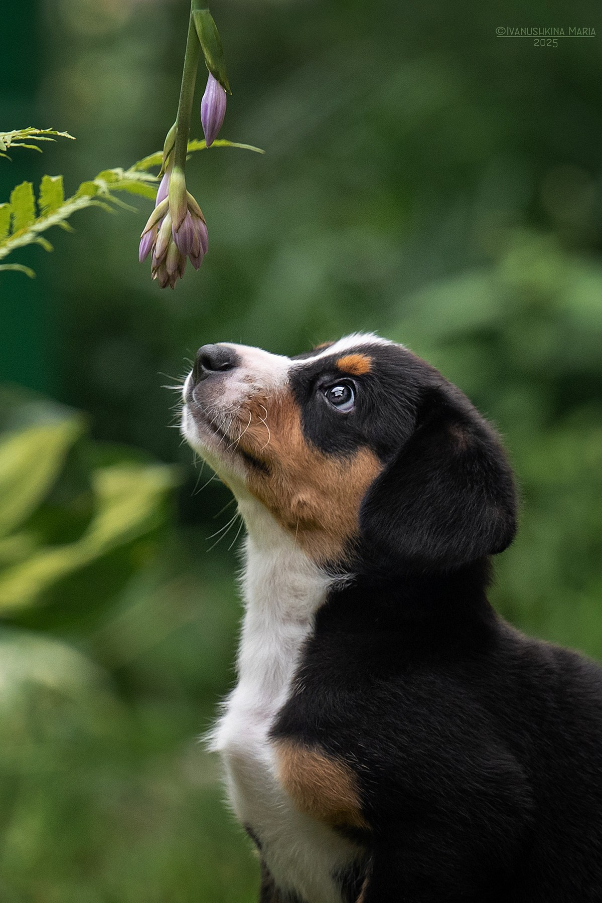 Фотосессия щенков на продажу. Фотограф собак в Москве и Московской области Иванушкина Мария