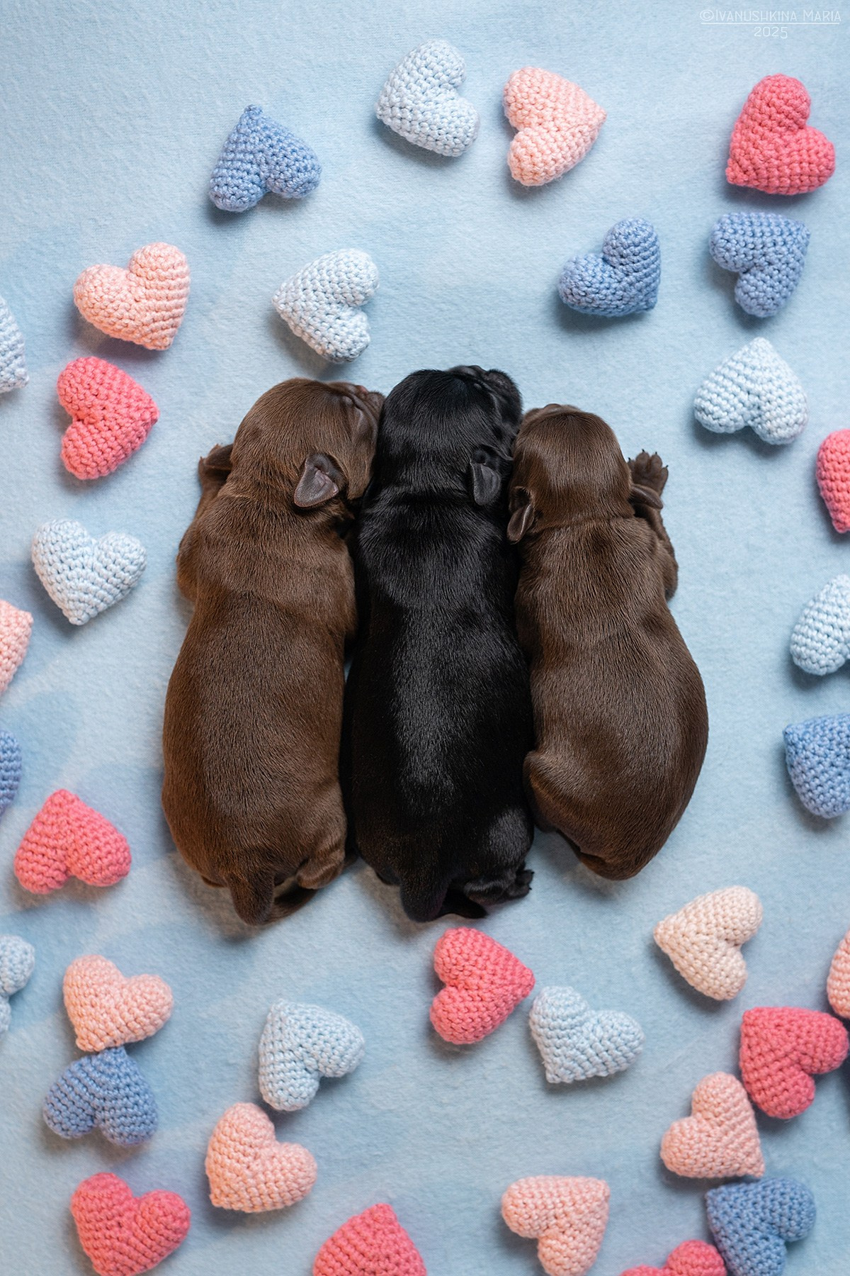 Ньюборн фотосессия щенков. Фотограф собак в Москве и Московской области Иванушкина Мария