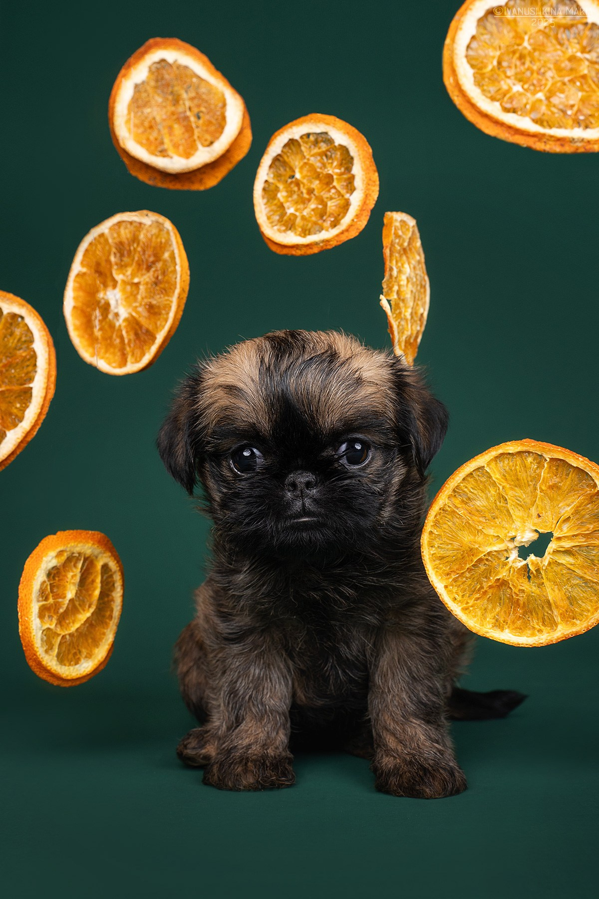 Фотосессия щенков на фонах. Фотограф собак в Москве и Московской области Иванушкина Мария