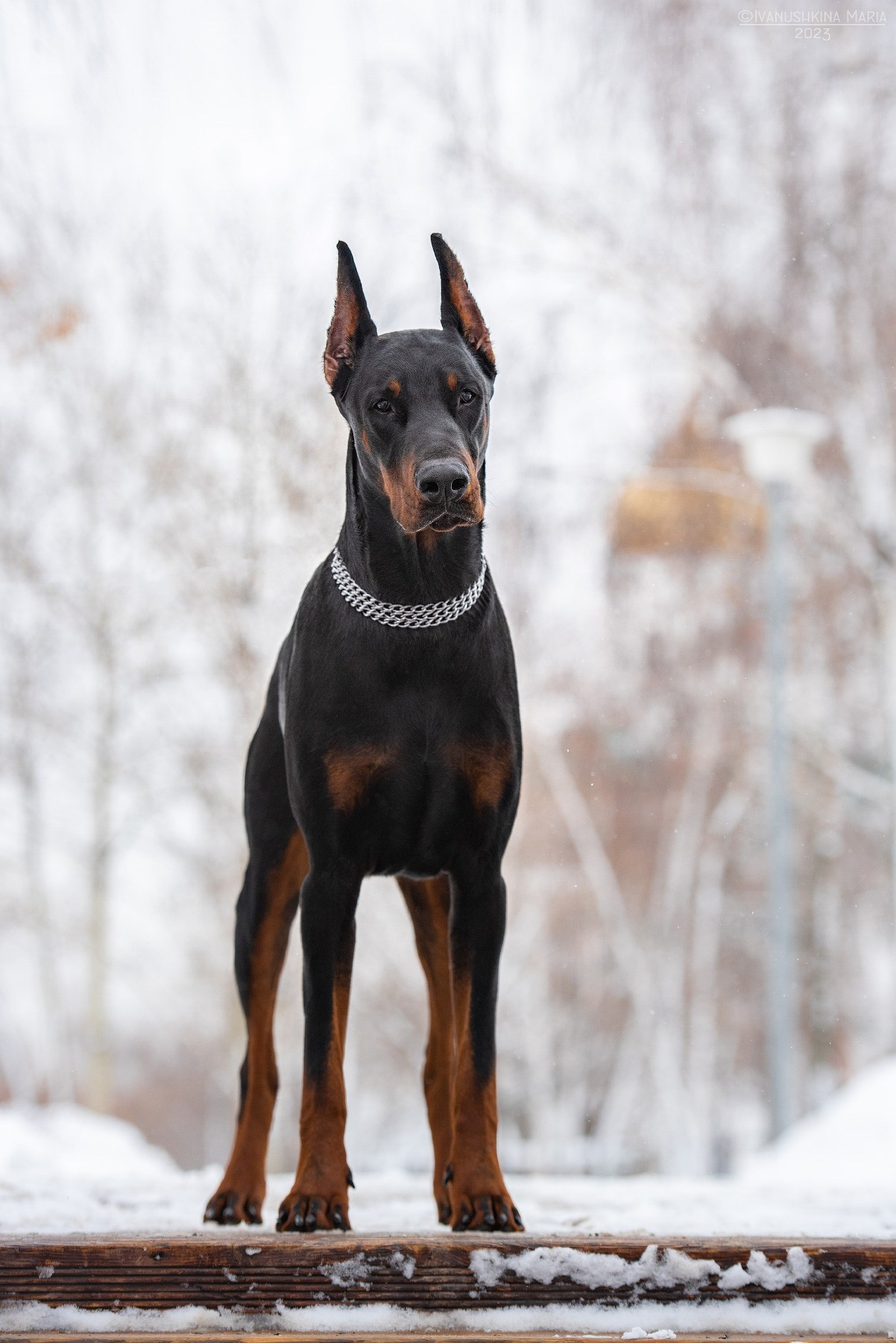 Экстерьерная фотосессия собаки. Фотограф собак в Москве и Московской области Иванушкина Мария