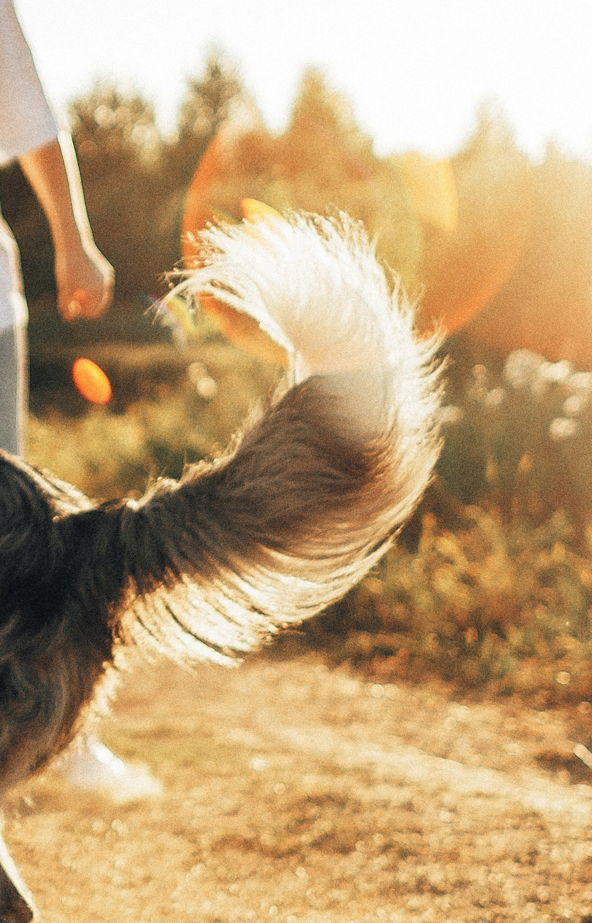 Таня и Бриллиант. Фотограф-анималист Богданова Полина