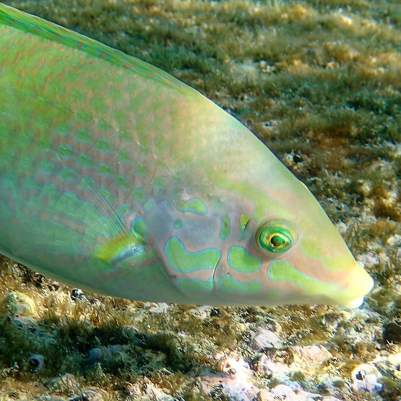 Мне посмотреть. Рыбов показываю