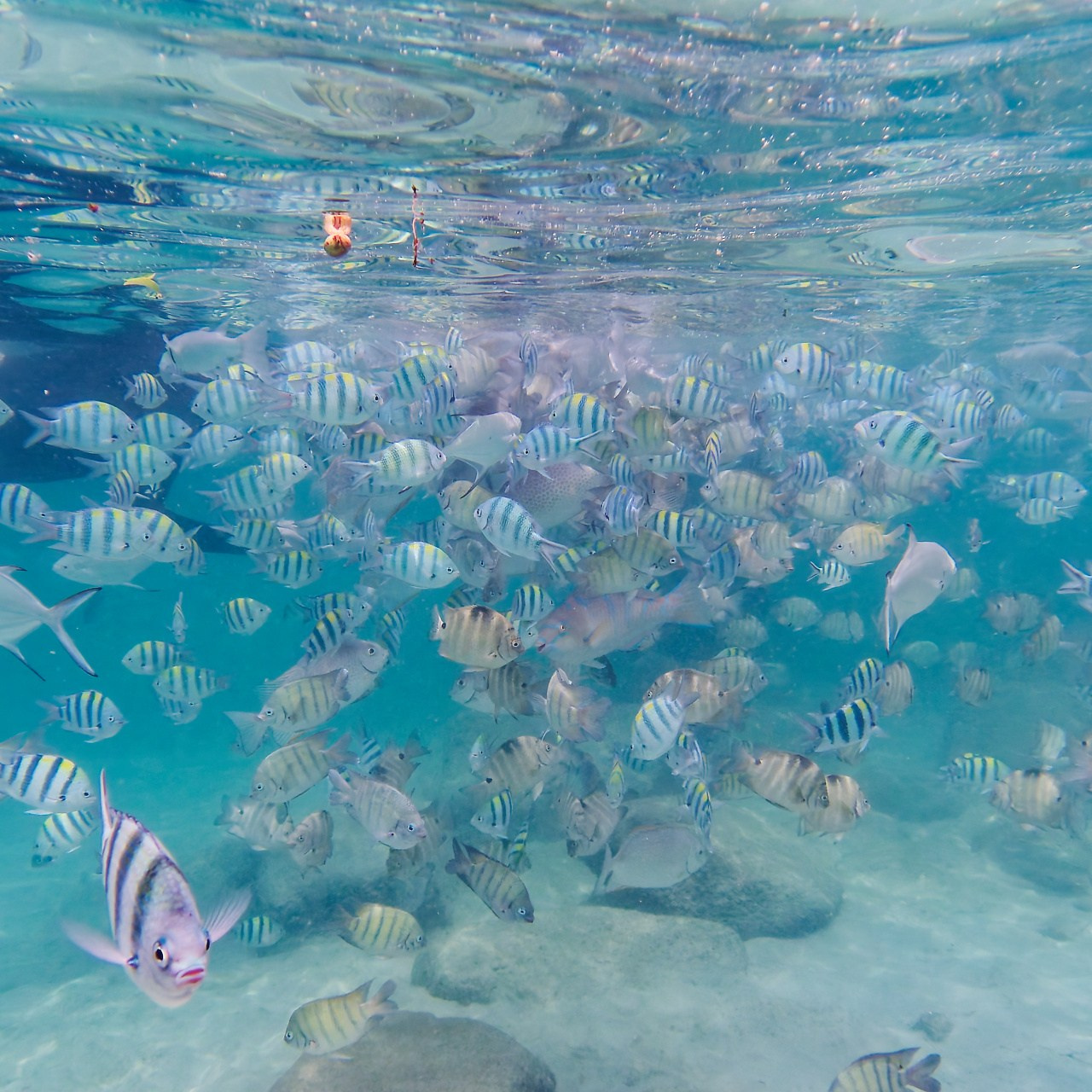 Мне посмотреть. Рыбов показываю