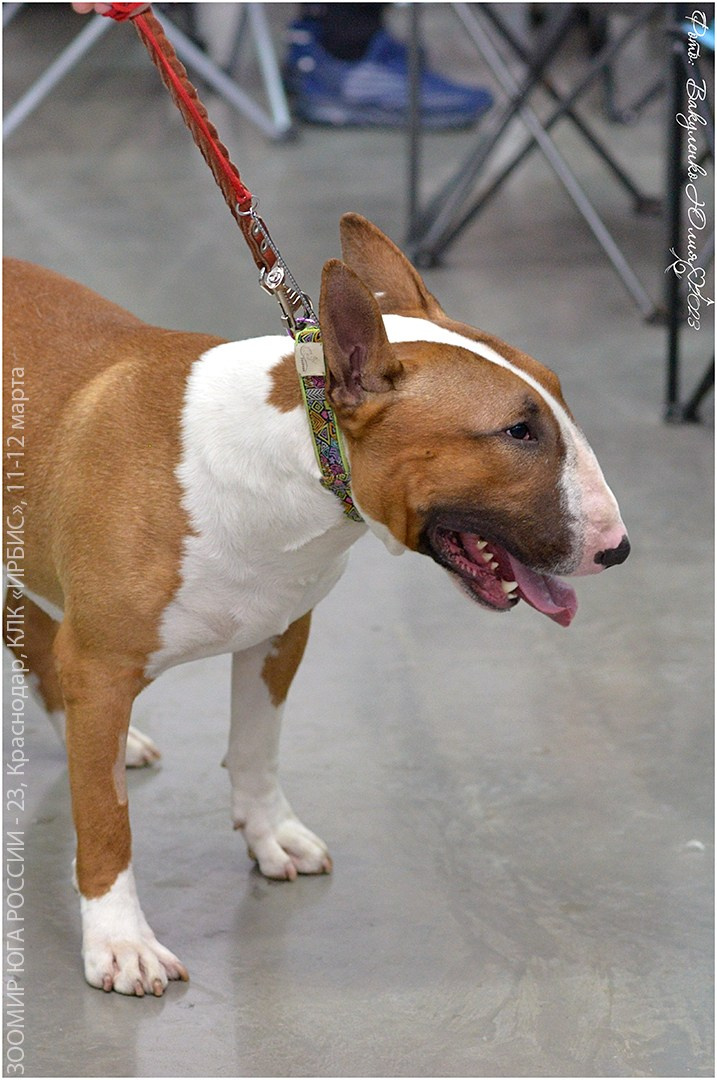 Репортаж. Фотограф анималист | семейный Юлия Вакуленко, г. Краснодар