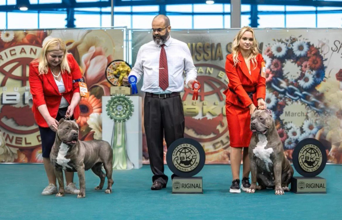 Участие в выставках. Американские булли XL в г. Калининград. Питомник Great Bully UNIVERSE