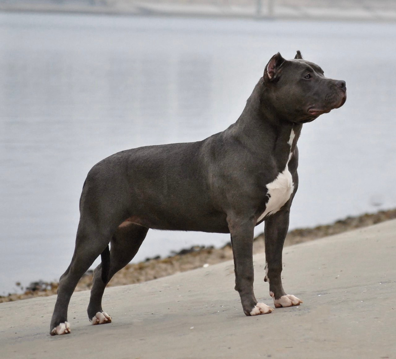 UPB’s Queenie & Zeus. 16.04.24. Американские булли XL в г. Калининград. Питомник Great Bully UNIVERSE