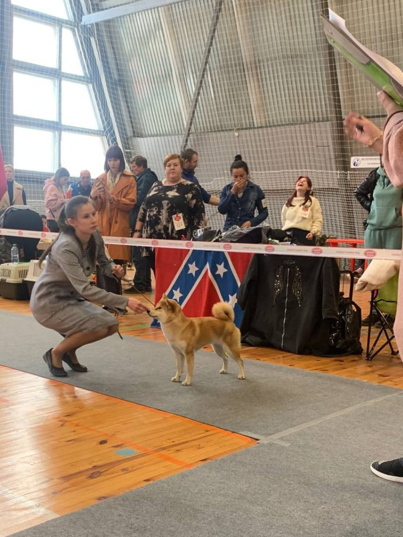 Сиба питомник RUBYLIGHT. Американская акита I Сиба ину I Питомник RUBYLIGHT