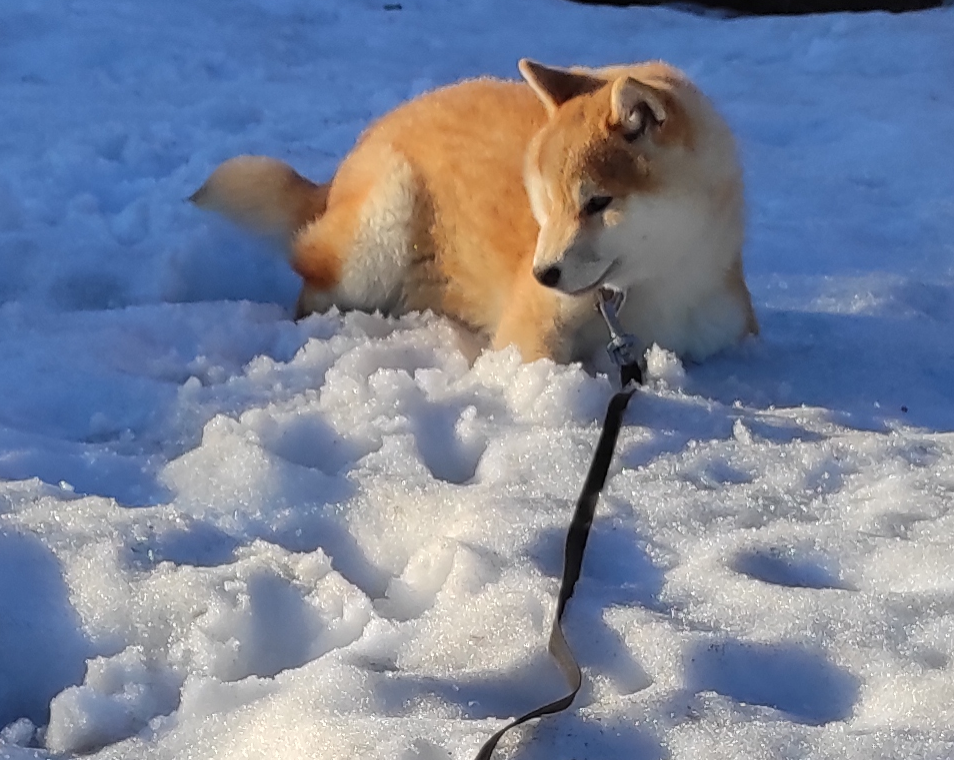 Ассоль * HANDZIMEMESITE ASOLL  сиба питомник Rubylight