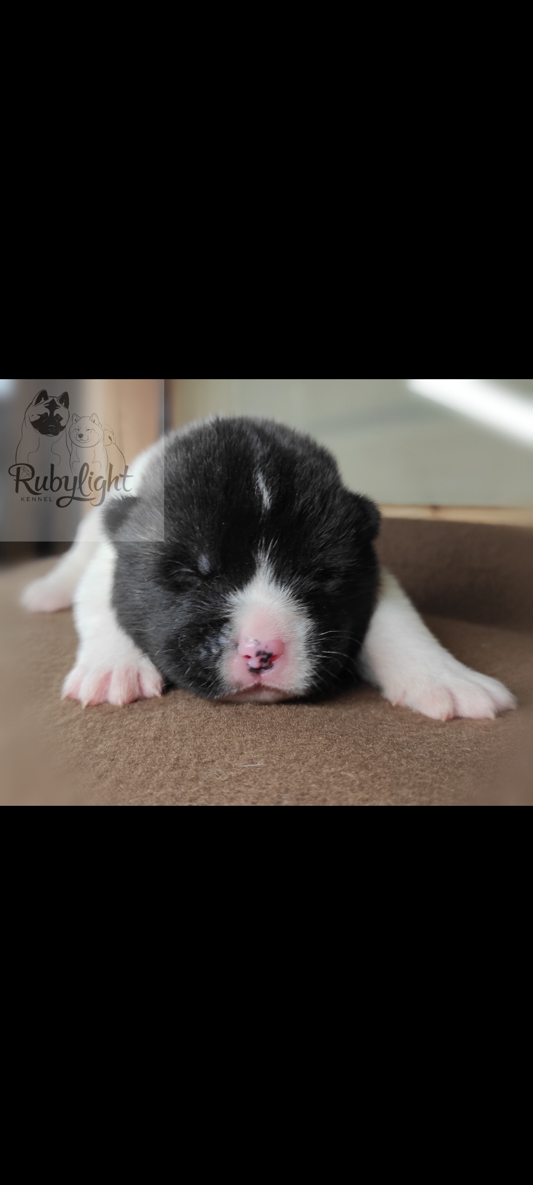 Помёт П Американская Акита Дата рождения 05.04.2022 Мама DANCING QUEEN Папа Dilinze's Hause Orion щенки Акита американская купить санкт-петербург