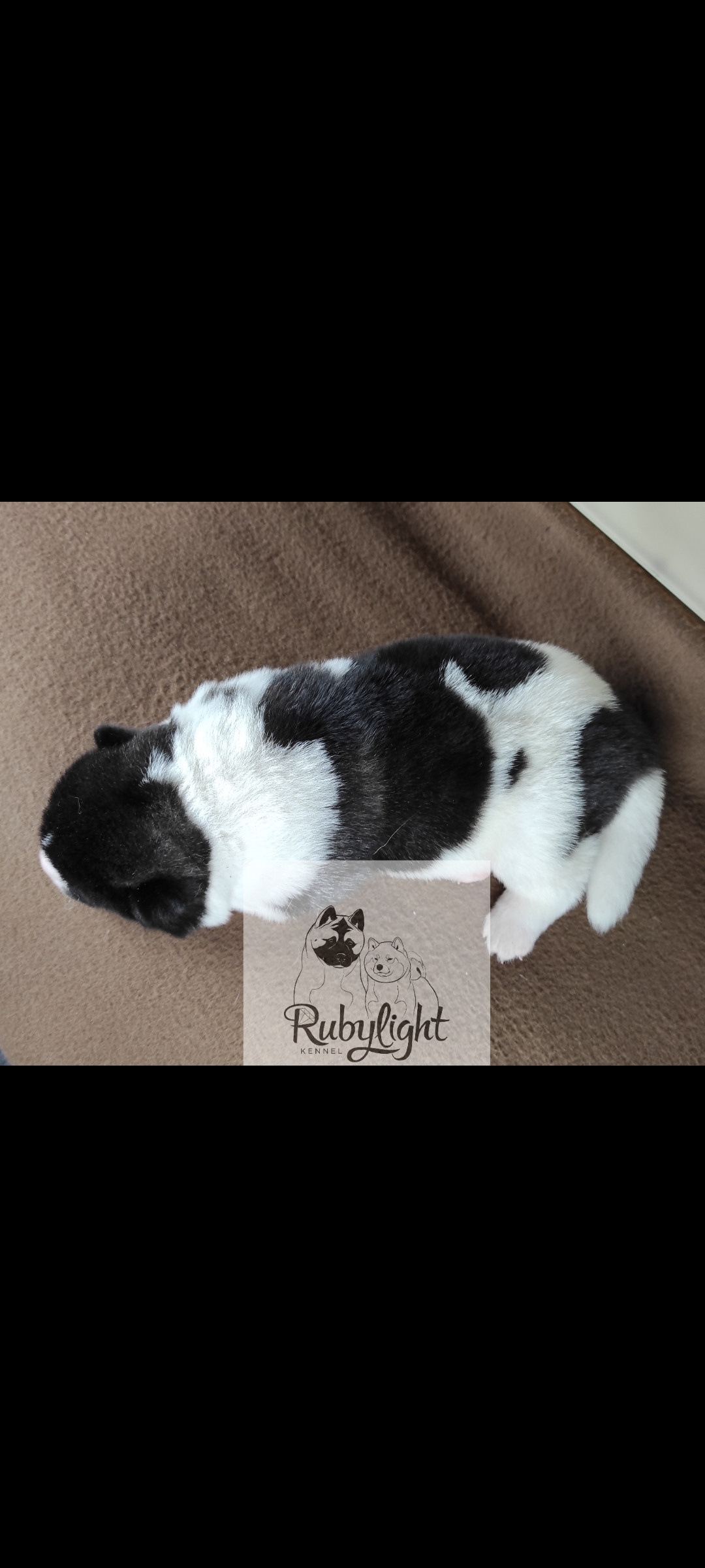 Помёт П Американская Акита Дата рождения 05.04.2022 Мама DANCING QUEEN Папа Dilinze's Hause Orion щенки Акита американская купить санкт-петербург