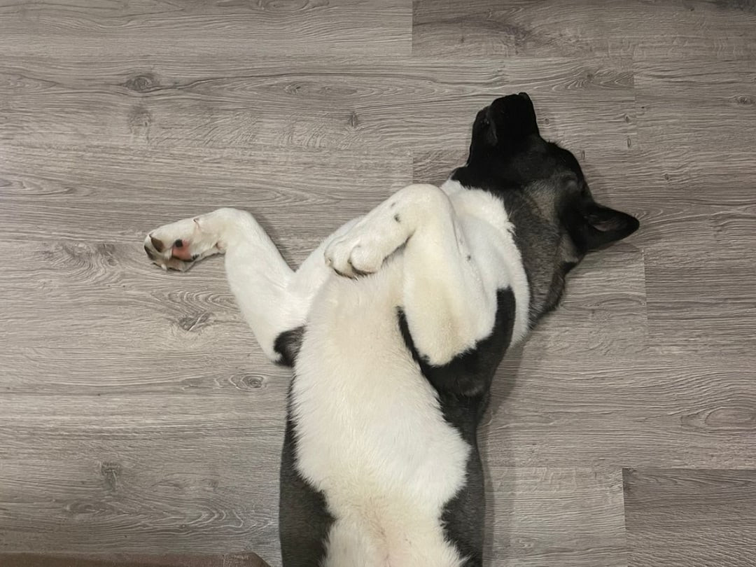 RUBYLIGHT King. AMERICAN AKITA RUBYLIGHT KENNEL I SHIBA-INU