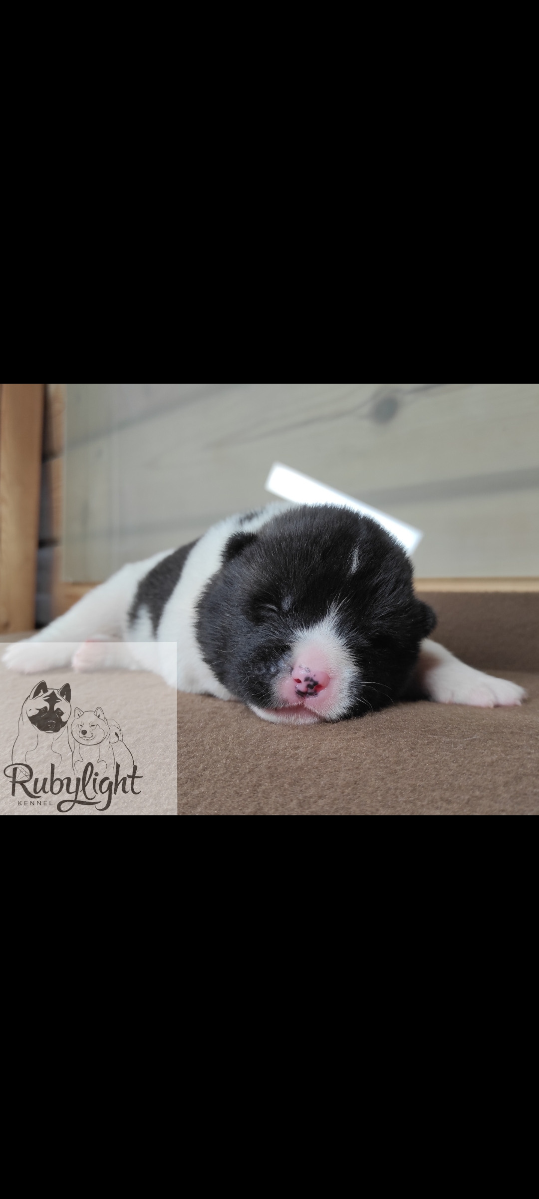 Помёт П Американская Акита Дата рождения 05.04.2022 Мама DANCING QUEEN Папа Dilinze's Hause Orion щенки Акита американская купить санкт-петербург