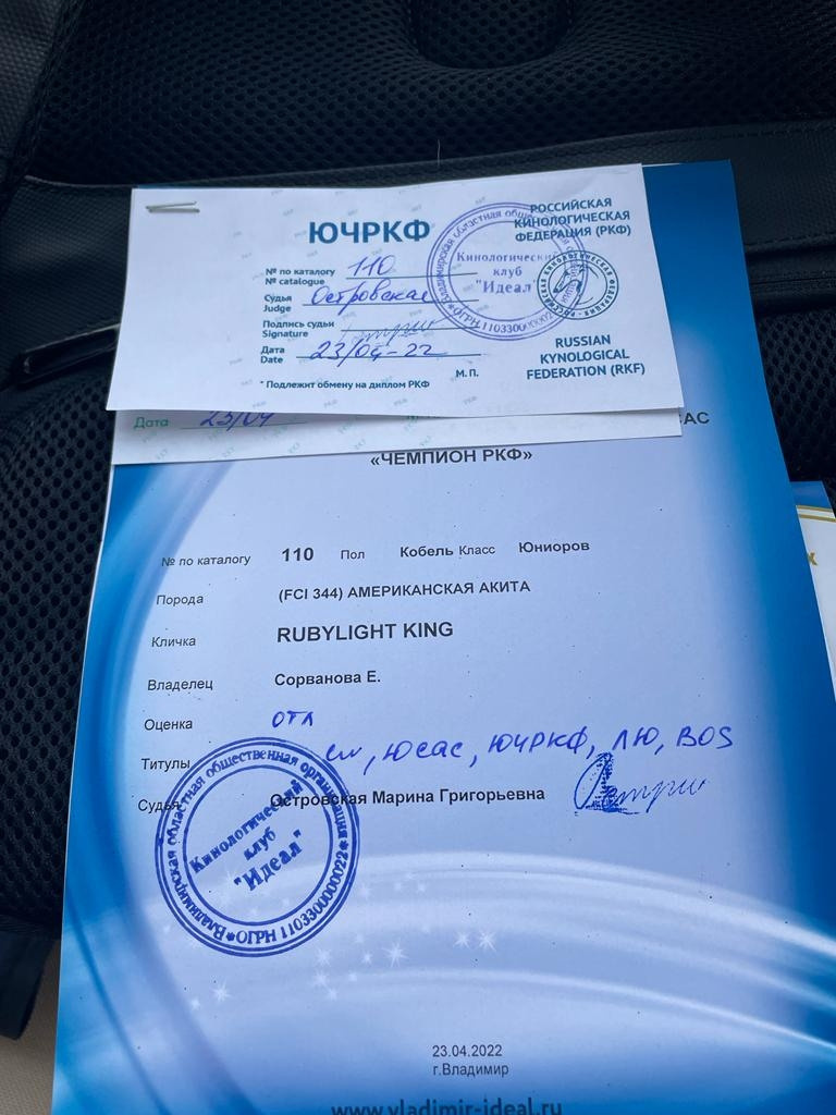 RUBYLIGHT King. AMERICAN AKITA RUBYLIGHT KENNEL I SHIBA-INU