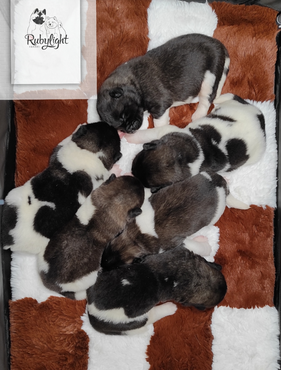 Помёт П Американская Акита Дата рождения 05.04.2022 Мама DANCING QUEEN Папа Dilinze's Hause Orion