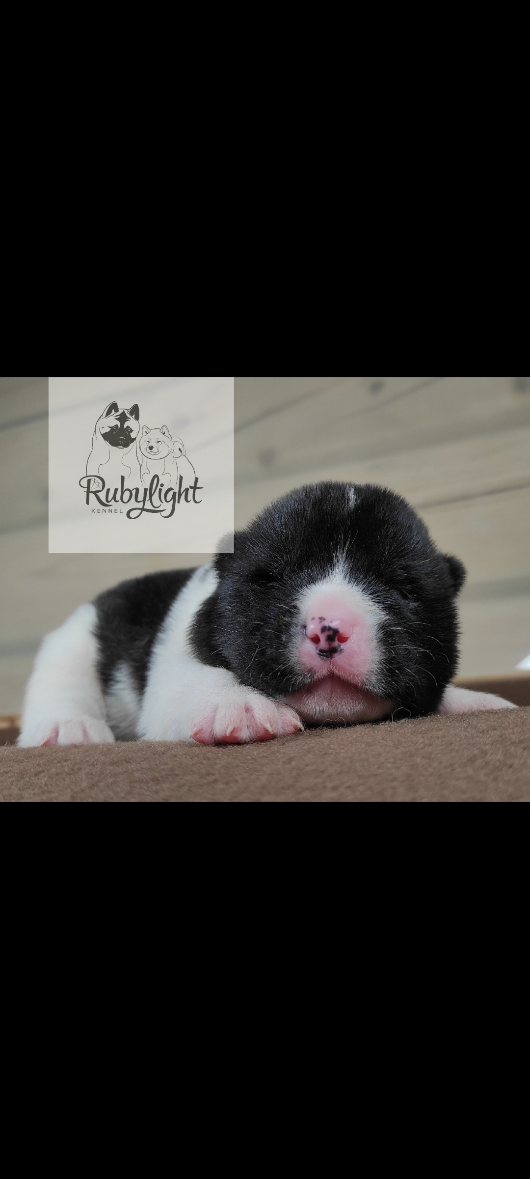 Помёт П Американская Акита Дата рождения 05.04.2022 Мама DANCING QUEEN Папа Dilinze's Hause Orion щенки Акита американская купить санкт-петербург