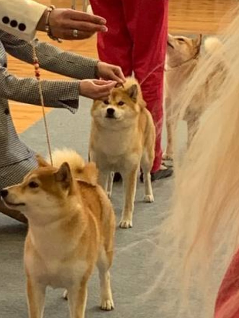 Сиба питомник RUBYLIGHT. Американская акита I Сиба ину I Питомник RUBYLIGHT