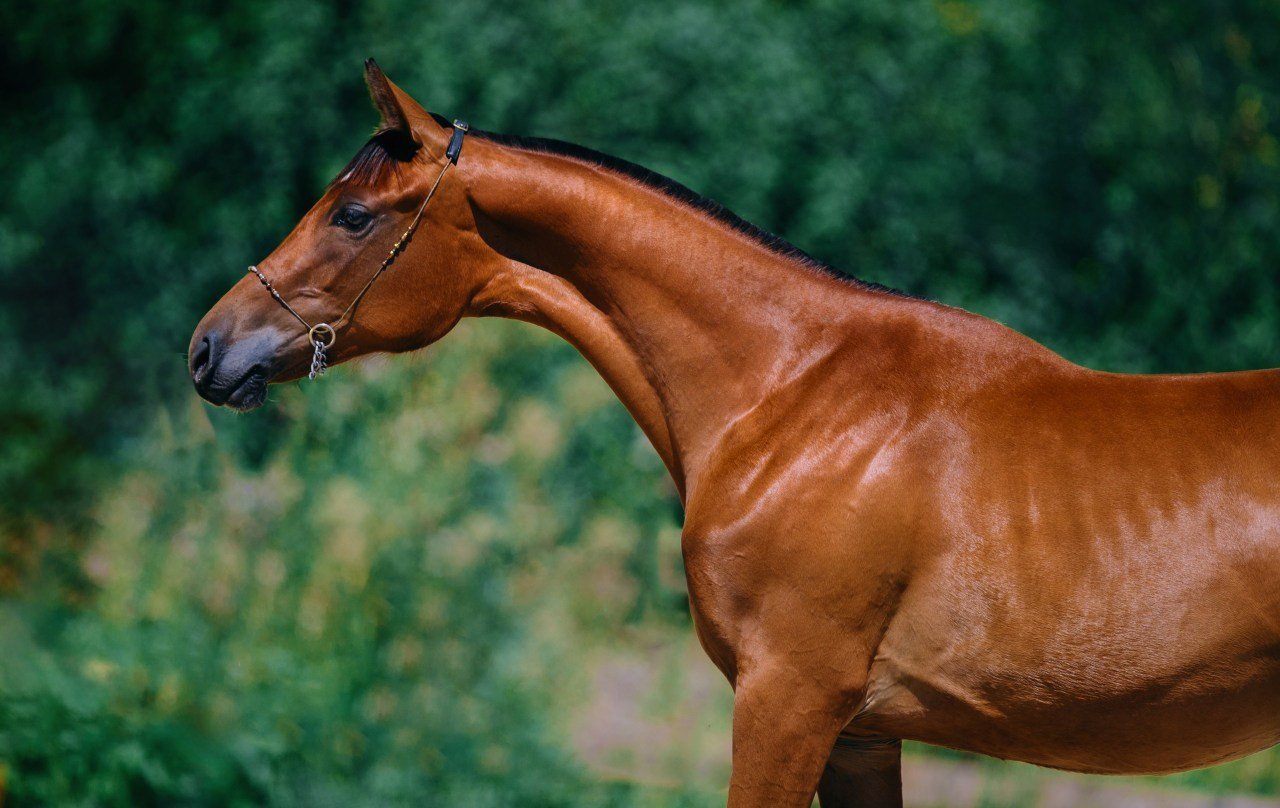 Отзывы. Фотограф-анималист Ксендзова Кристина