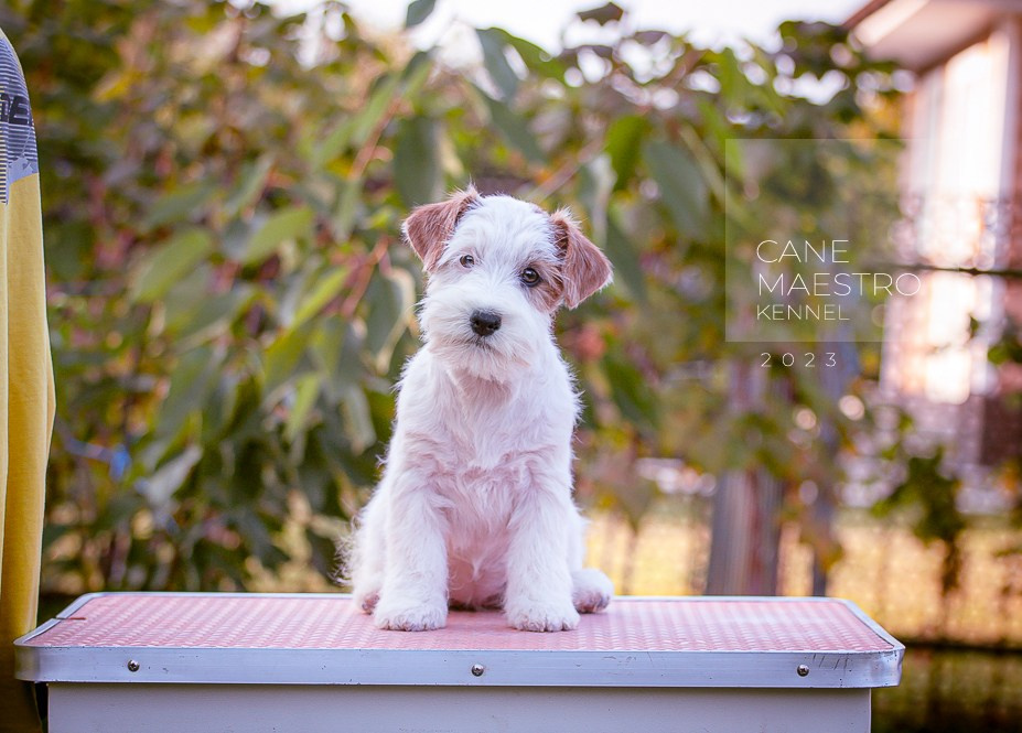 Щенок Джек-рассел-терьер. Девочка б/рыж. КАНЕ МАЭСТРО СЕРЕБРО. #4. КАНЕ МАЭСТРО — питомник Джек рассел терьеров