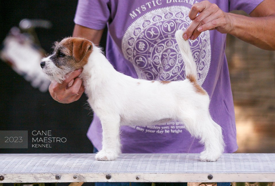 Джек рассел терьер купить.