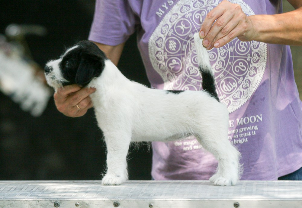 CANE MAESTRO RONDO. CANE MAESTRO — kennel Jack Russell Terrier