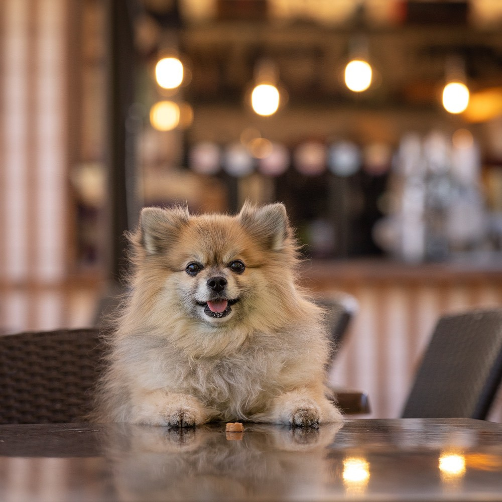 Съёмки собак на природе. Фотограф-анималист Natalia Deingel | Фотосъемка собак в Москве