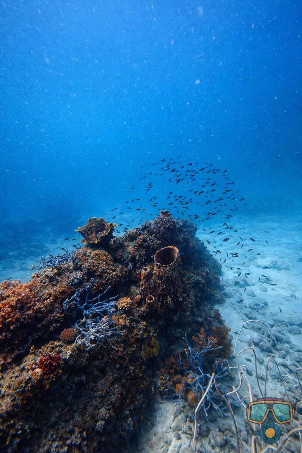 Для тех кто не боится сделать первый шаг. Дайвинг во Вьетнаме. Индивидуальные Экскурсии