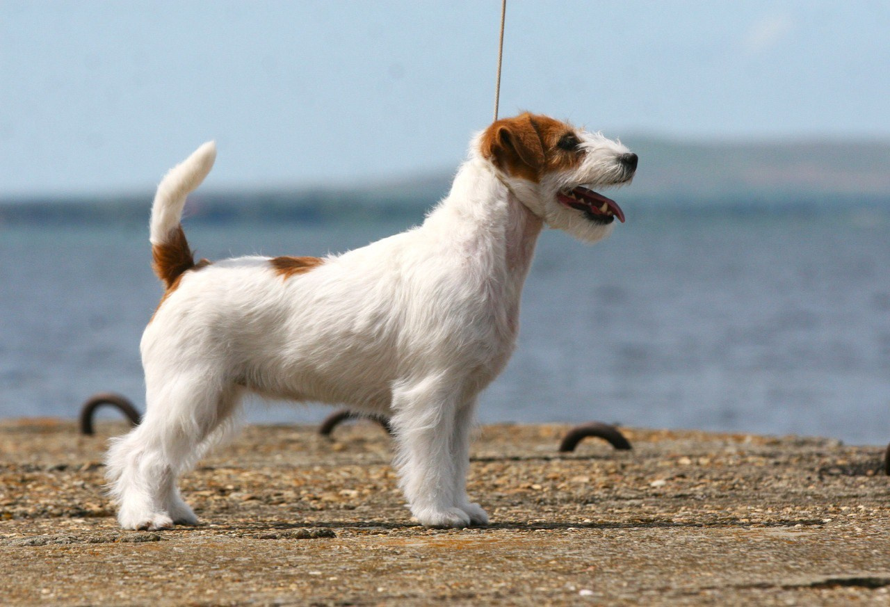 Anroal Chiquilla aka Miya. Lovely-Orange питомник джек рассел терьеров