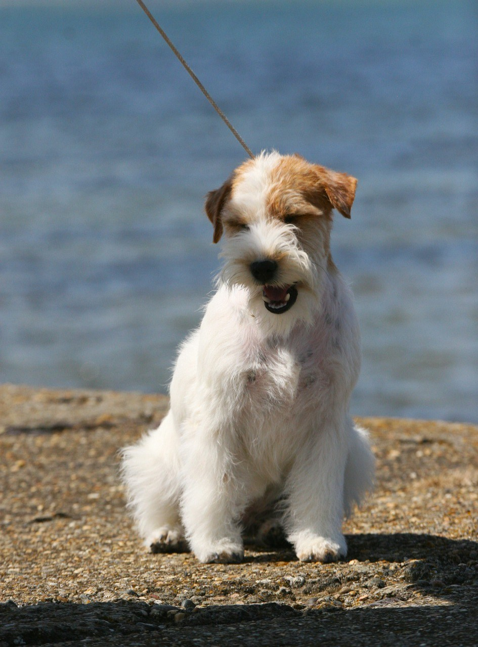 Lovely-Orange Colambina. Lovely-Orange питомник джек рассел терьеров