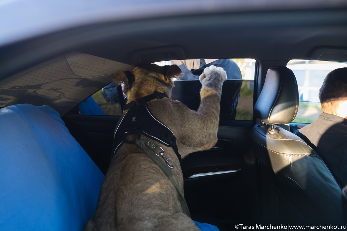 STRELKA. Репортажный и семейный фотограф в Санкт-Петербурге Тарас Марченко