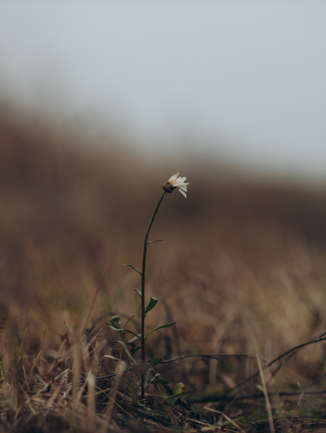 Природные пейзажи. Наталия Клевинскас портретный фотограф в Костроме