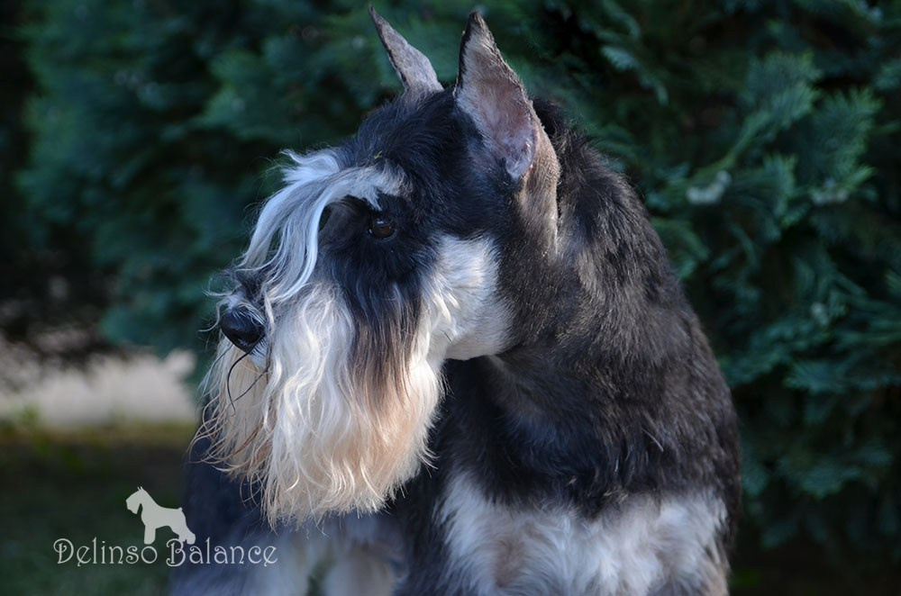 Арчи/Delinso Balance Archibald. Питомник цвергшнауцеров в Беларуси «Делинсо Бэлэнс»