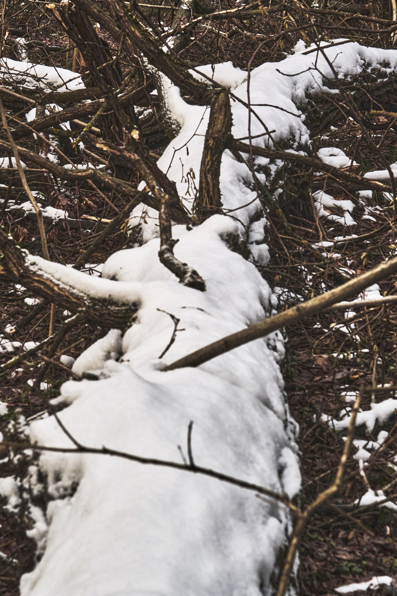 ЖИЗНЬ и СМЕРТЬ. Сайт фотографа Виталия Дени
