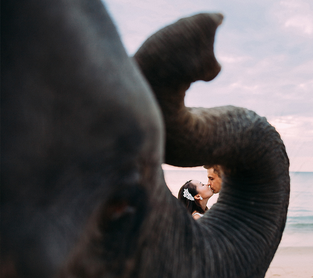 Wedding. Фотограф Дмитрий Щекочихин