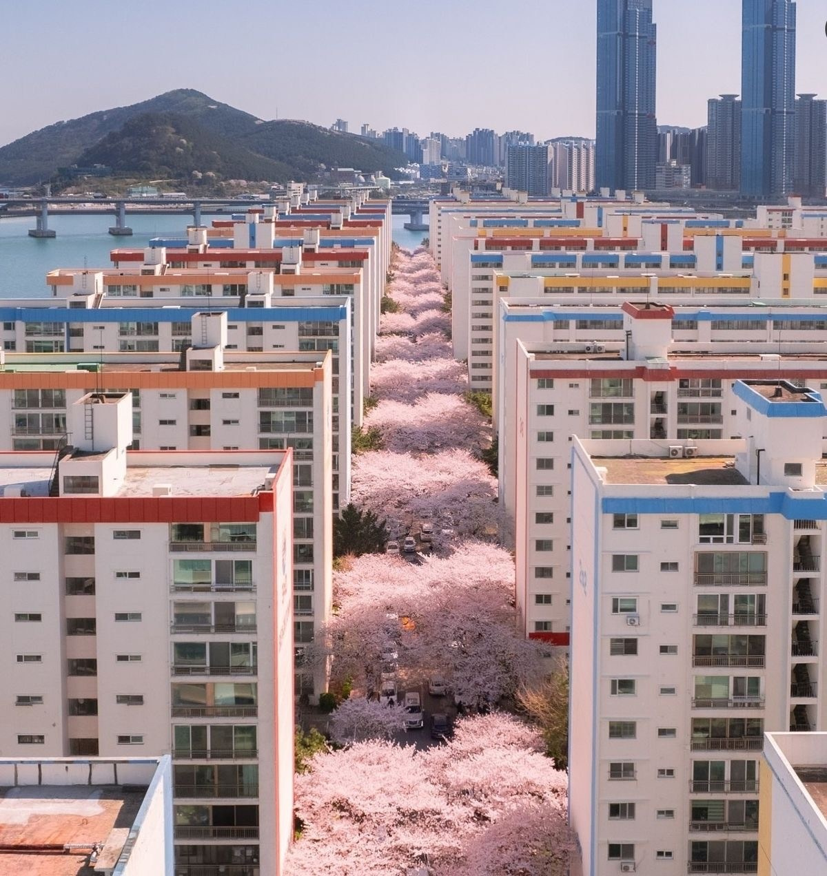 Tourist photoshoot under sakura trees in Busan South Korea. دليل أفضل أماكن مشاهدة أزهار الكرز في بوسان كوريا الجنوبية
