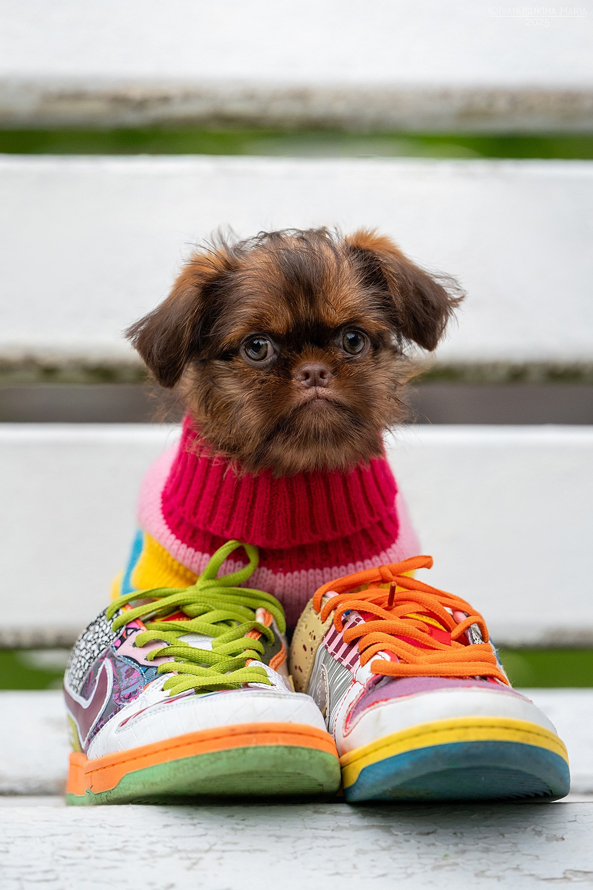 Фотосессия щенков на продажу. Фотограф собак в Москве и Московской области Иванушкина Мария